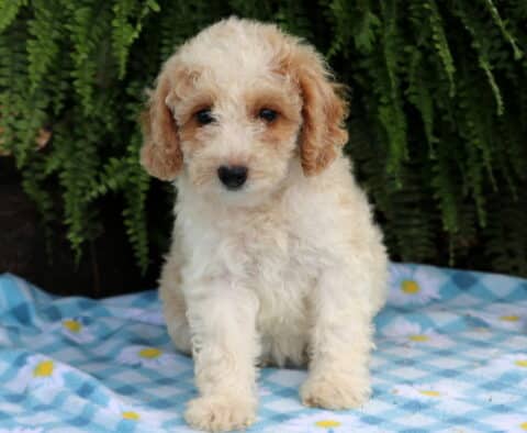 Lola Cavapoo