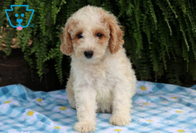 Adorable apricot and white Cavapoo puppy sitting on a blue blanket with green ferns behind. image