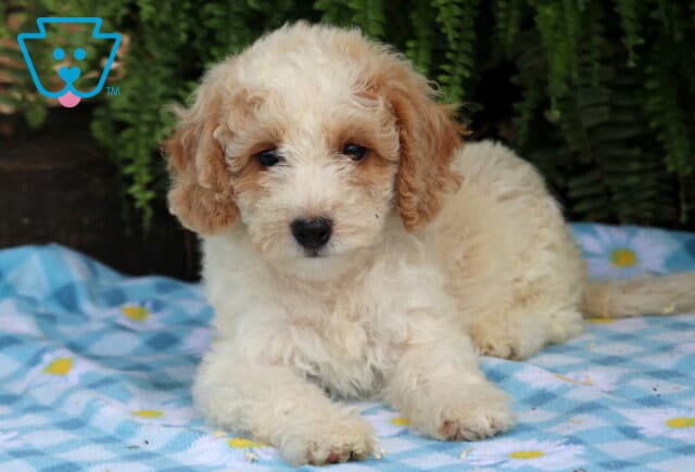 Fluffy apricot and white Cavapoo puppy lying on a blue blanket with daisies and green ferns behind. image