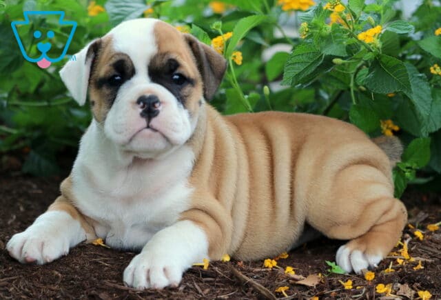 Olde English Bulldogge puppy with a white face and tan patches lying on mulch, showing soft wrinkles and surrounded by yellow flowers. image