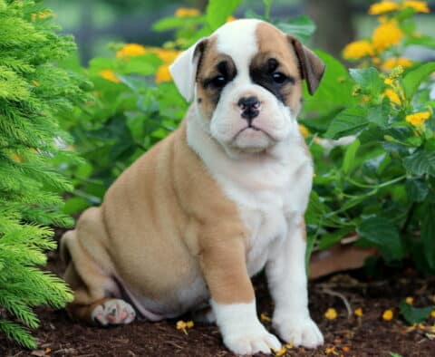 Olde English Bulldogge puppy with a white face and tan patches sitting in a garden, surrounded by greenery and yellow flowers.