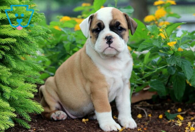 Olde English Bulldogge puppy with a white face and tan patches sitting in a garden, surrounded by greenery and yellow flowers. image