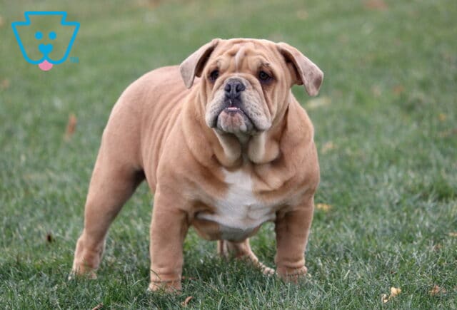 Olde English Bulldogge puppy with a solid fawn coat and white chest standing in the grass, showing heavy wrinkles, a broad build, and an alert, confident expression. image