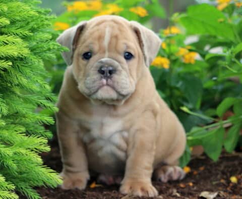 Adorable Olde English Bulldogge puppy sitting in the garden beside green shrubs and yellow flowers, with a wrinkled face and round belly.