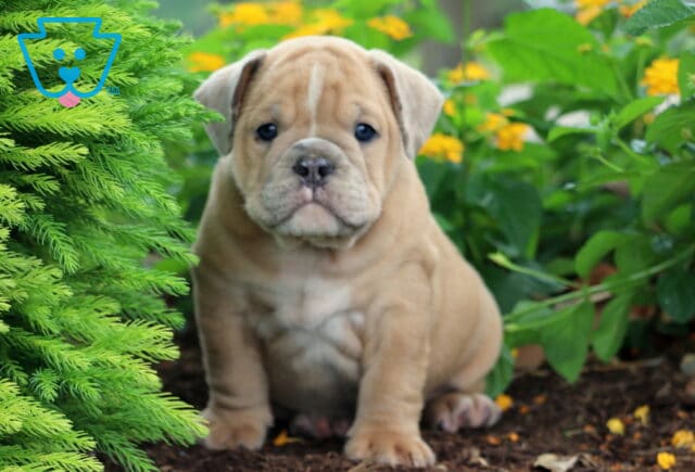 Adorable Olde English Bulldogge puppy sitting in the garden beside green shrubs and yellow flowers, with a wrinkled face and round belly. image