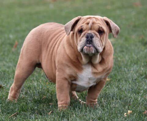 Louie Bulldog2