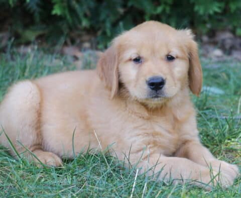 Lovey Golden Retriever