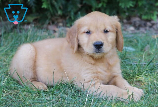 Lovey Golden Retriever image