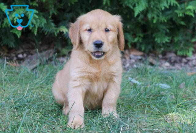 Lovey Golden Retriever2 image