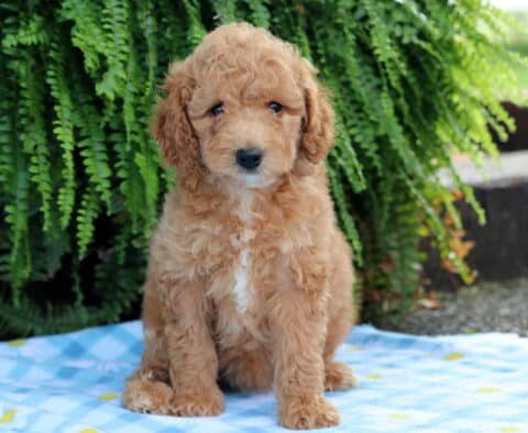 Lucky Cavapoo