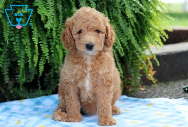 Lucky Cavapoo image