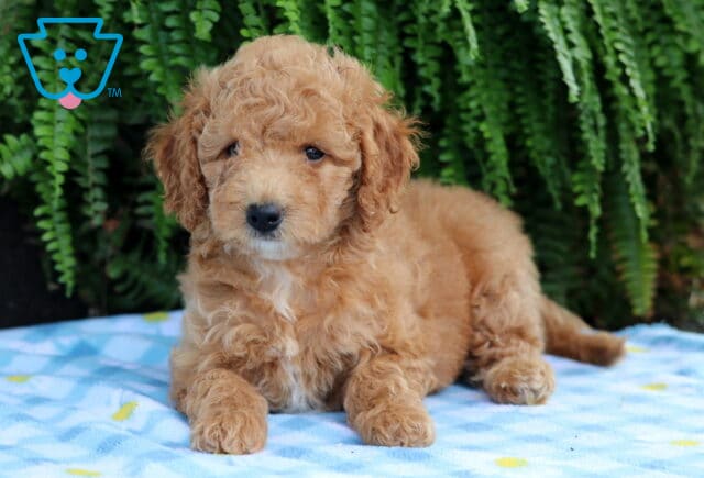 Lucky Cavapoo2 image