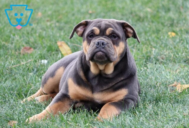 Olde English Bulldogge puppy with a striking blue and tan coat lying in the grass, showing a stocky build and expressive wrinkled face while looking directly at the camera. image