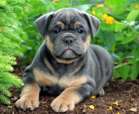 Blue and tan Olde English Bulldogge puppy lying on mulch in front of green plants and yellow flowers, looking calmly at the camera.