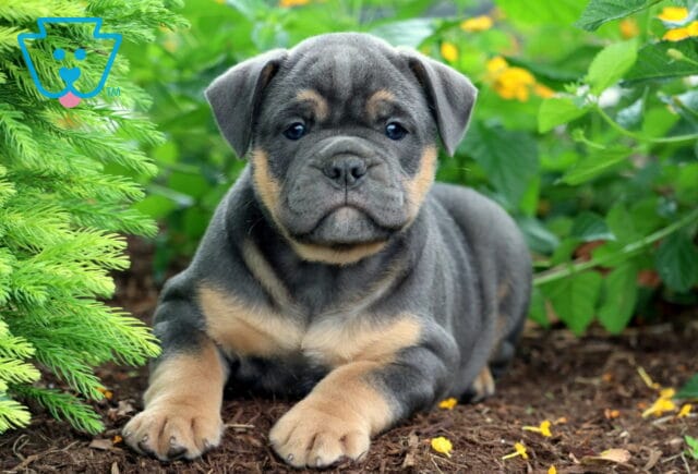 Blue and tan Olde English Bulldogge puppy lying on mulch in front of green plants and yellow flowers, looking calmly at the camera. image