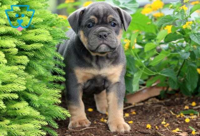 Blue and tan Olde English Bulldogge puppy standing in a garden with green shrubs and yellow flowers, staring curiously at the camera. image