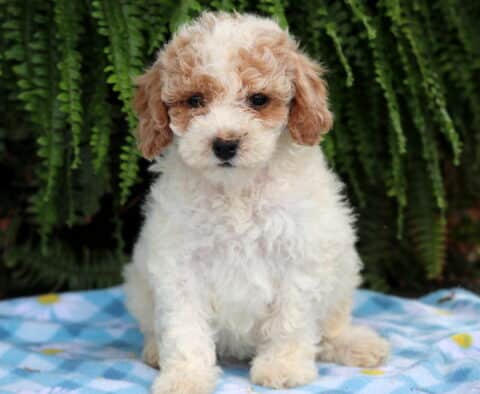 Luna Cavapoo