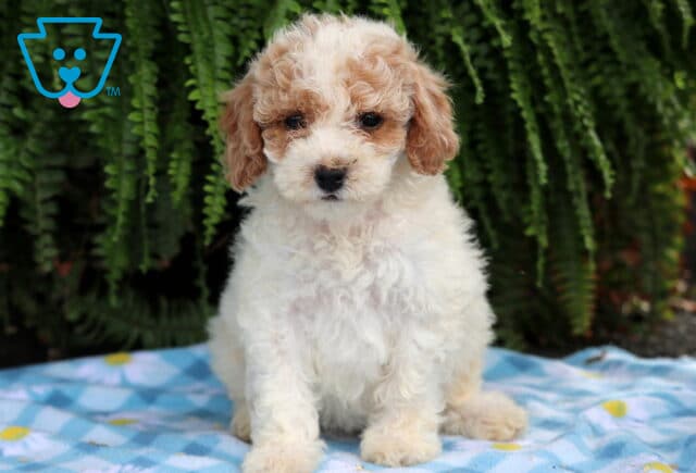 Curly-coated apricot and white Cavapoo puppy sitting on a blue blanket with ferns in the background. image