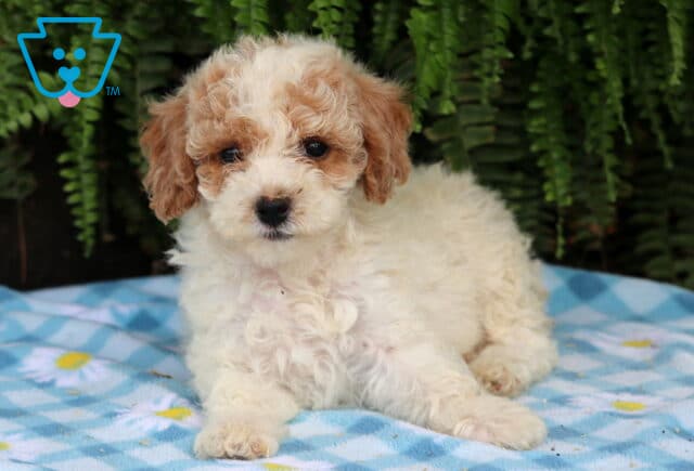 Apricot and white Cavapoo puppy lying on a blue blanket with ferns in the background. image
