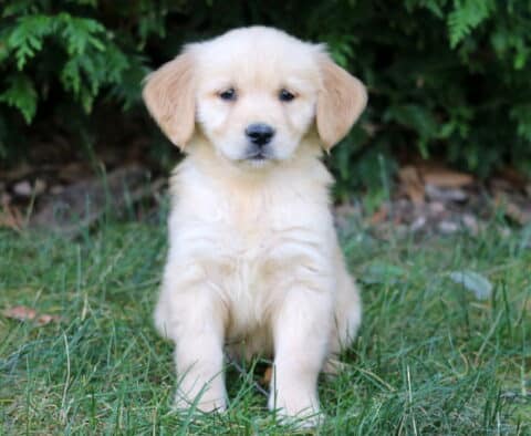 Golden Retriever puppy with fluffy cream-colored fur sitting in the grass and looking directly at the camera.