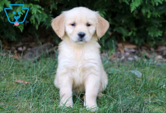 Golden Retriever puppy with fluffy cream-colored fur sitting in the grass and looking directly at the camera. image