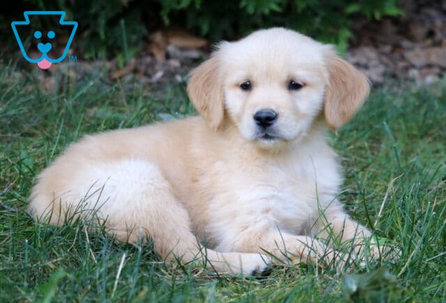 Fluffy Golden Retriever puppy with soft cream-colored fur laying in the grass, looking calm and relaxed. image