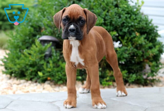 Boxer puppy with a rich brown coat and a small white chest patch standing on a stone patio, gazing forward with a curious look. image