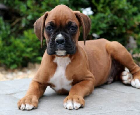 Boxer puppy with a dark muzzle and white chest lying down on a stone patio, front paws stretched out and eyes focused forward.
