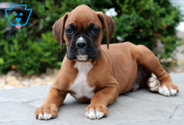 Boxer puppy with a dark muzzle and white chest lying down on a stone patio, front paws stretched out and eyes focused forward. image