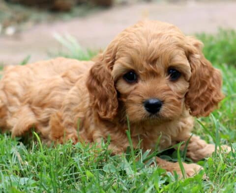 Macky Cavapoo