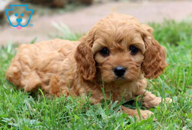 Gentle Cavapoo puppy with soft apricot curls lying in the grass, gazing up with big dark eyes. image
