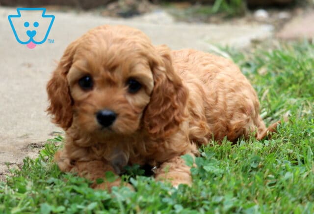 Apricot Cavapoo puppy with curly fur lying low in the grass, peeking up with a shy expression. image