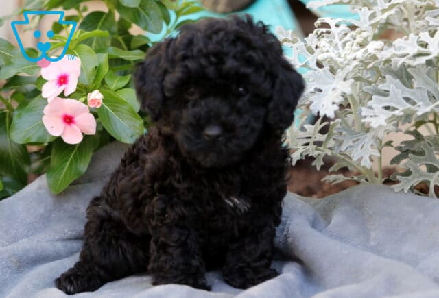 Maggie Mini Poodle image