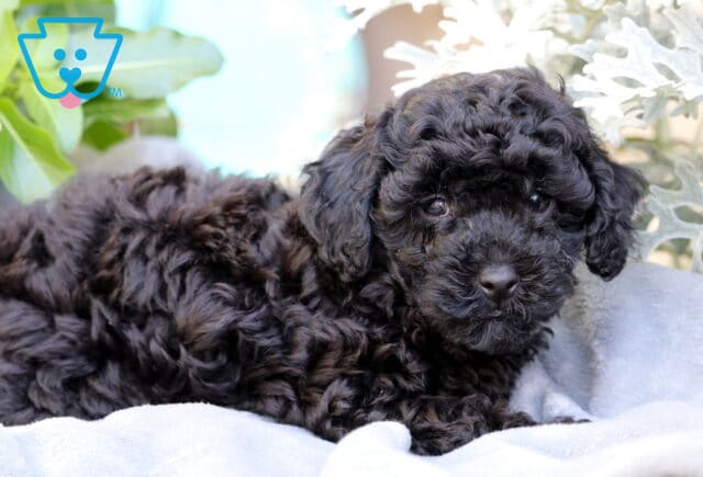Maggie Mini Poodle2 image