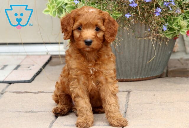Marco Cockapoo image