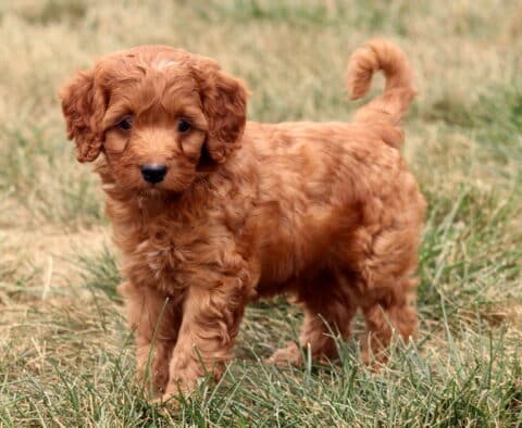 Marco Cockapoo2