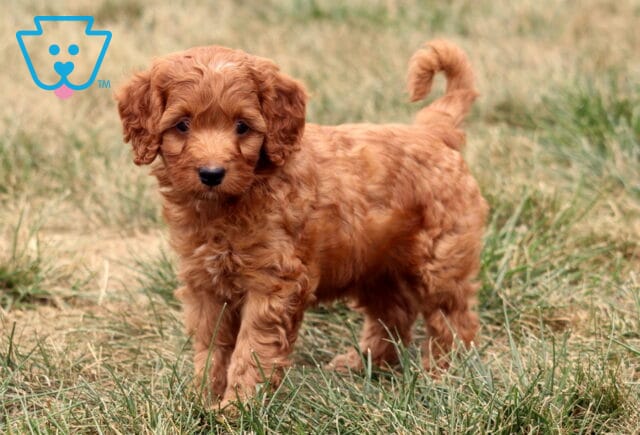 Marco Cockapoo2 image