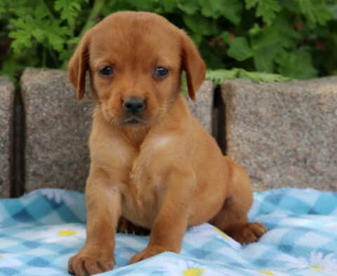 Fox red Labrador Retriever puppy sitting on a blue checkered blanket with a daisy pattern, looking forward with a sweet expression.