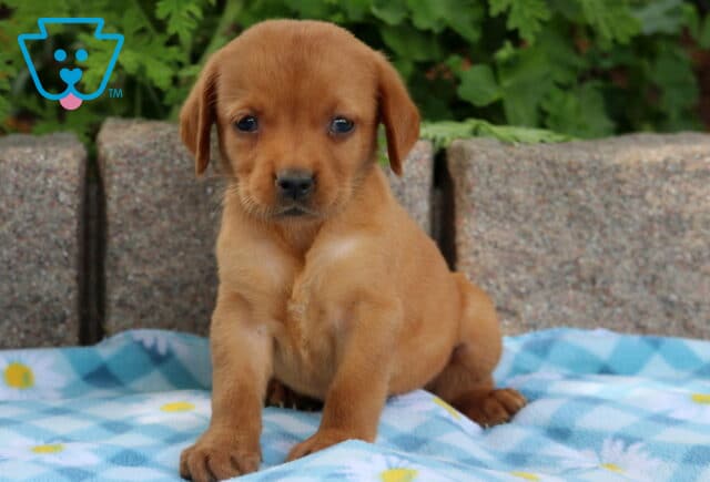 Fox red Labrador Retriever puppy sitting on a blue checkered blanket with a daisy pattern, looking forward with a sweet expression. image
