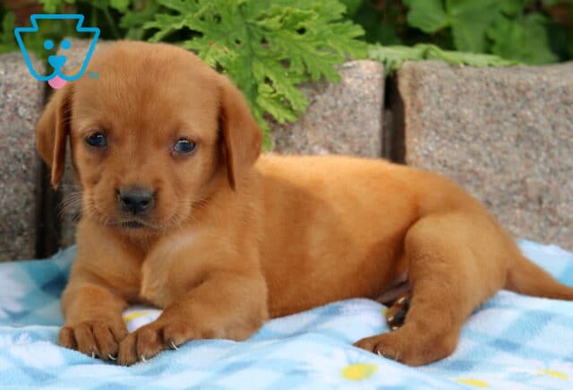Fox red Labrador Retriever puppy lying down on a blue checkered blanket with a sweet, relaxed expression. image