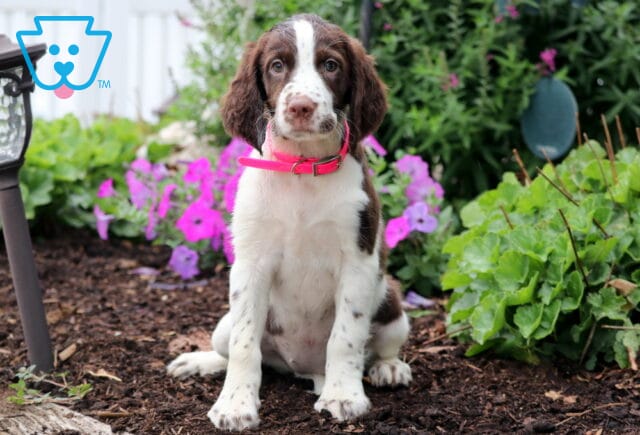 Charming English Springer Spaniel puppy with a white and brown coat and a pink collar, sitting on garden mulch surrounded by green plants and vibrant purple flowers. image