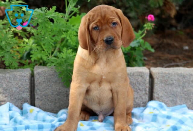 Fox red Labrador puppy sitting on a blue daisy-patterned blanket, tilting its head slightly with a sweet, curious look. image