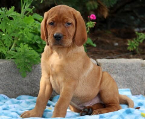 Fox red Labrador Retriever puppy sitting on a blue blanket, looking attentive with its ears hanging down softly.