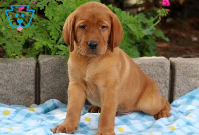 Fox red Labrador Retriever puppy sitting on a blue checkered blanket, gazing forward with a calm and steady look. image