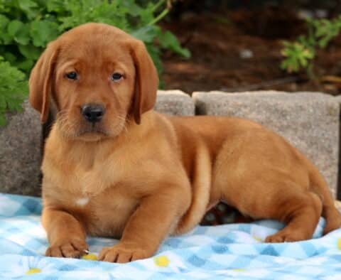 Fox red Lab puppy laying on a blue daisy-patterned blanket with a relaxed pose and soft expression.