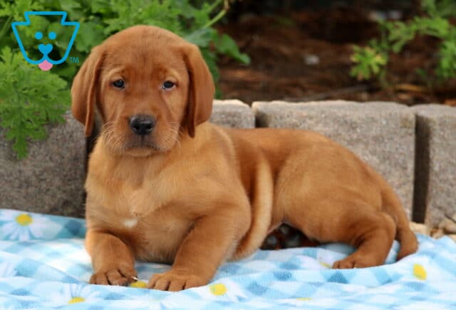 Fox red Lab puppy laying on a blue daisy-patterned blanket with a relaxed pose and soft expression. image