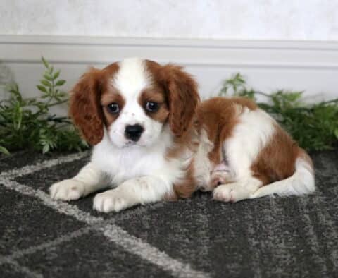 Mason Cavalier