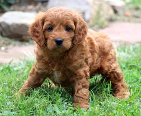 Mason Cavapoo