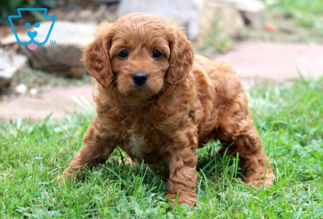 Mason Cavapoo image