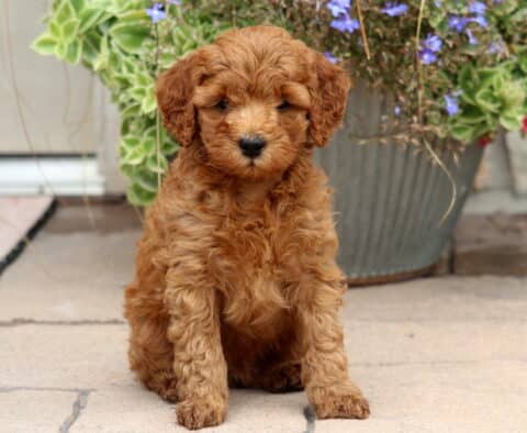 Mason Cockapoo